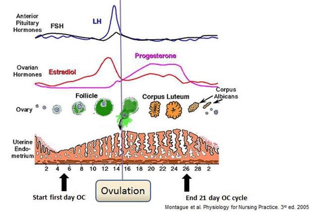 Figure 1: Hormone levels in the average menstrual cycle. 